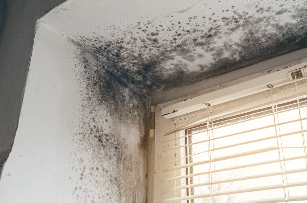 Affordable Black Mold Remediation solutions in Brooks, KY